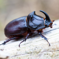 Beetles Control